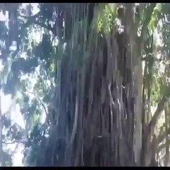 Wow this guy is fast climbing trees