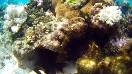 Territorial fish attacks snorkeler's GoPro