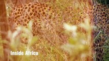 IA: Namibian Cheetah Trailer