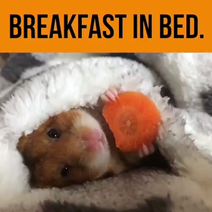 Mouse Having Breakfast in Bed