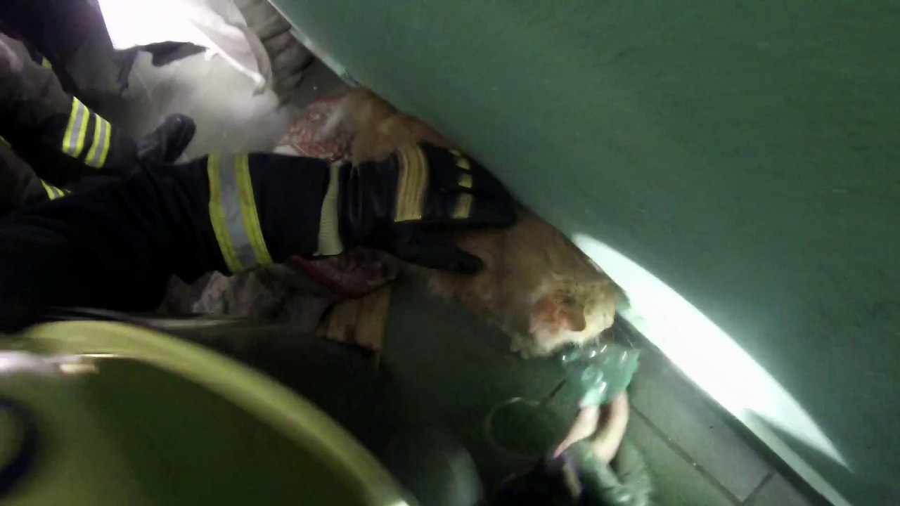 Un pompier sauve un chat intoxiqué pendant l'incendie d'une maison - Héro de jour