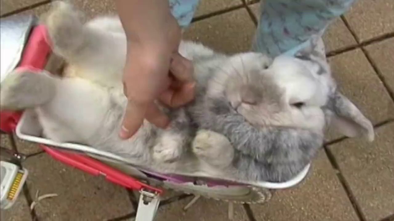 Des animaux qui adorent Pâques - Compilation hilarante