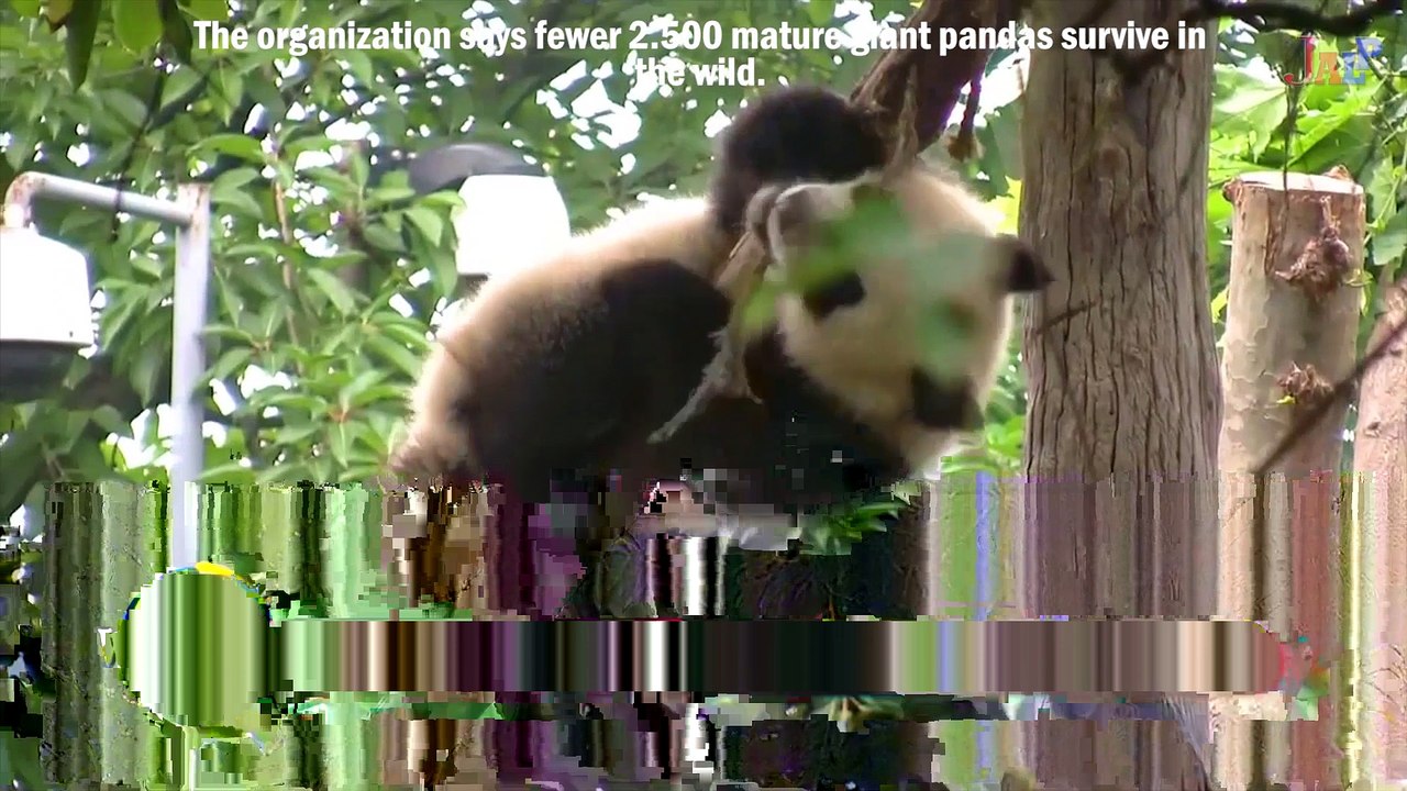 SAVING WILDLIFE FROM ENDANGERED