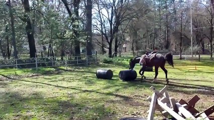 Le nouveau jeu préféré des chevaux!