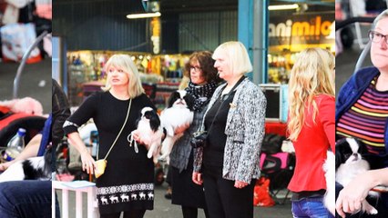 Club du Pékinois et du Japonais - Nationale d'Elevage 2016