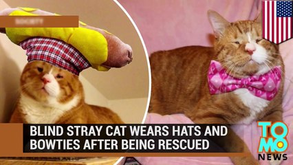 Mr. Magoo the blind stray cat becoming star rocking hats and bow ties following book tour - TomoNew