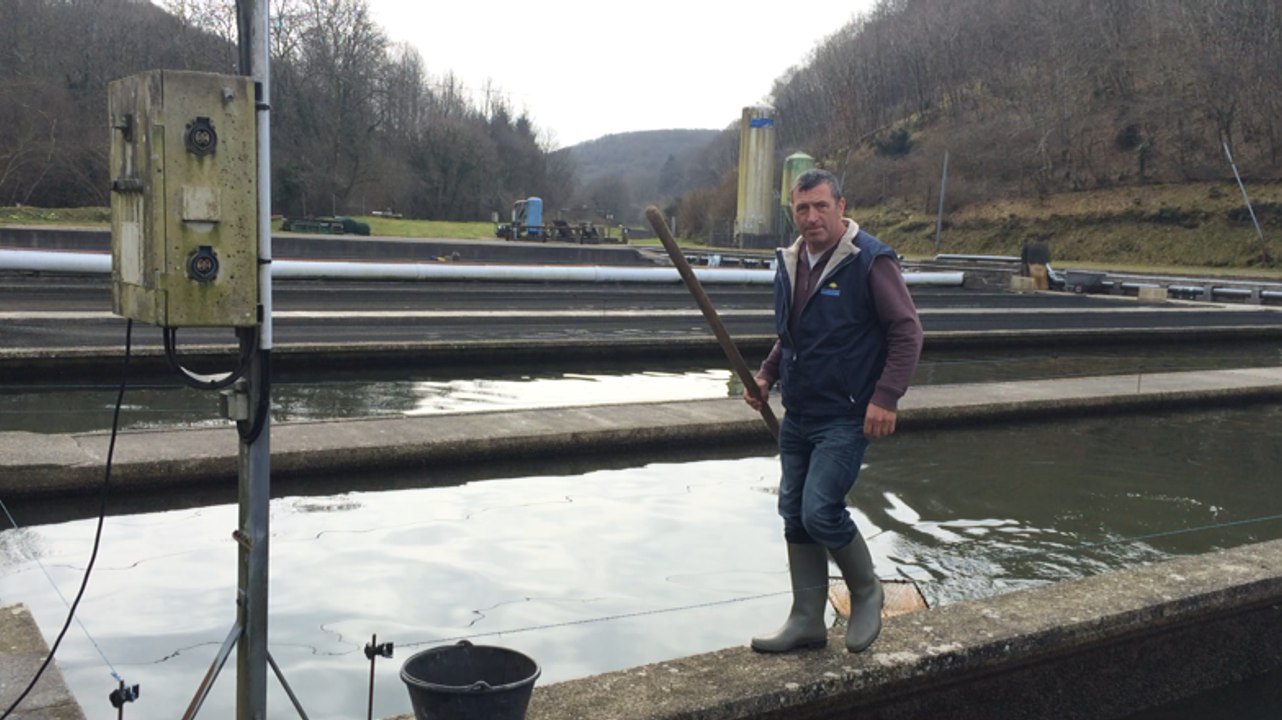 Triage des truites à la pisciculture de la Source