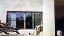 Scaredy cat! Lion gives himself a fright when he spots his own reflection in window