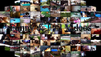 Cats and dogs on their first car ride - Cute and funny animal compilation