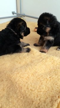 2 chiots mâle berger allemand poil long 3 semaines mars 2016