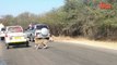 Cheetah Chases Impala Antelope Into Tourists on Safari