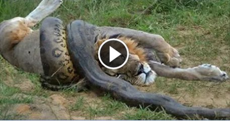 Lion VS Giant Anaconda Snake - Real Fight