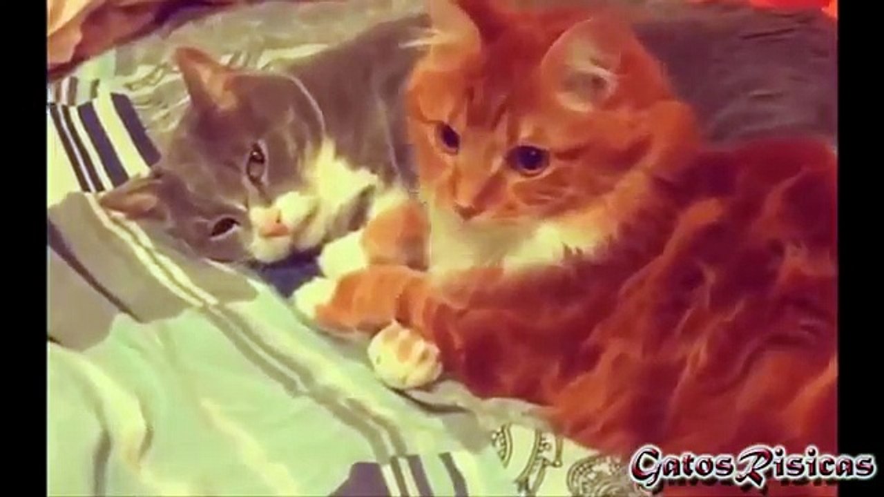 Vines cat