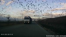 Massive Amount Of Birds On The Road