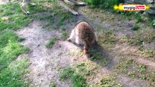 Crazy Raccoon Attacks German Shepherd