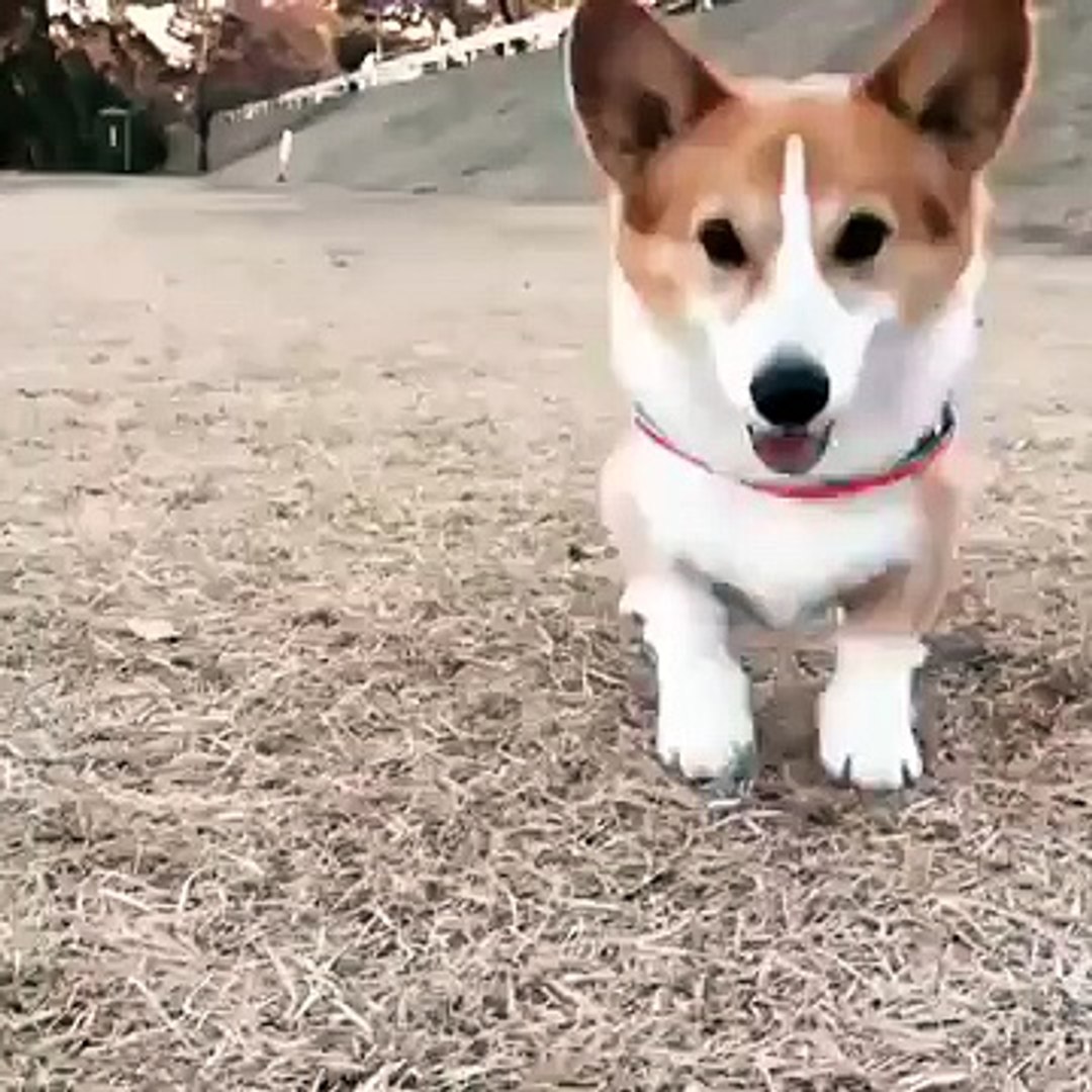 Смешные животные || Funny Animals #1