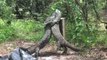 Giant lizards caught fighting on video in Australian outback