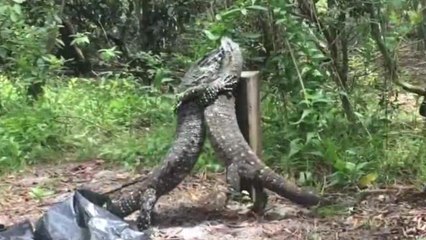 Giant lizards caught fighting on video in Australian outback