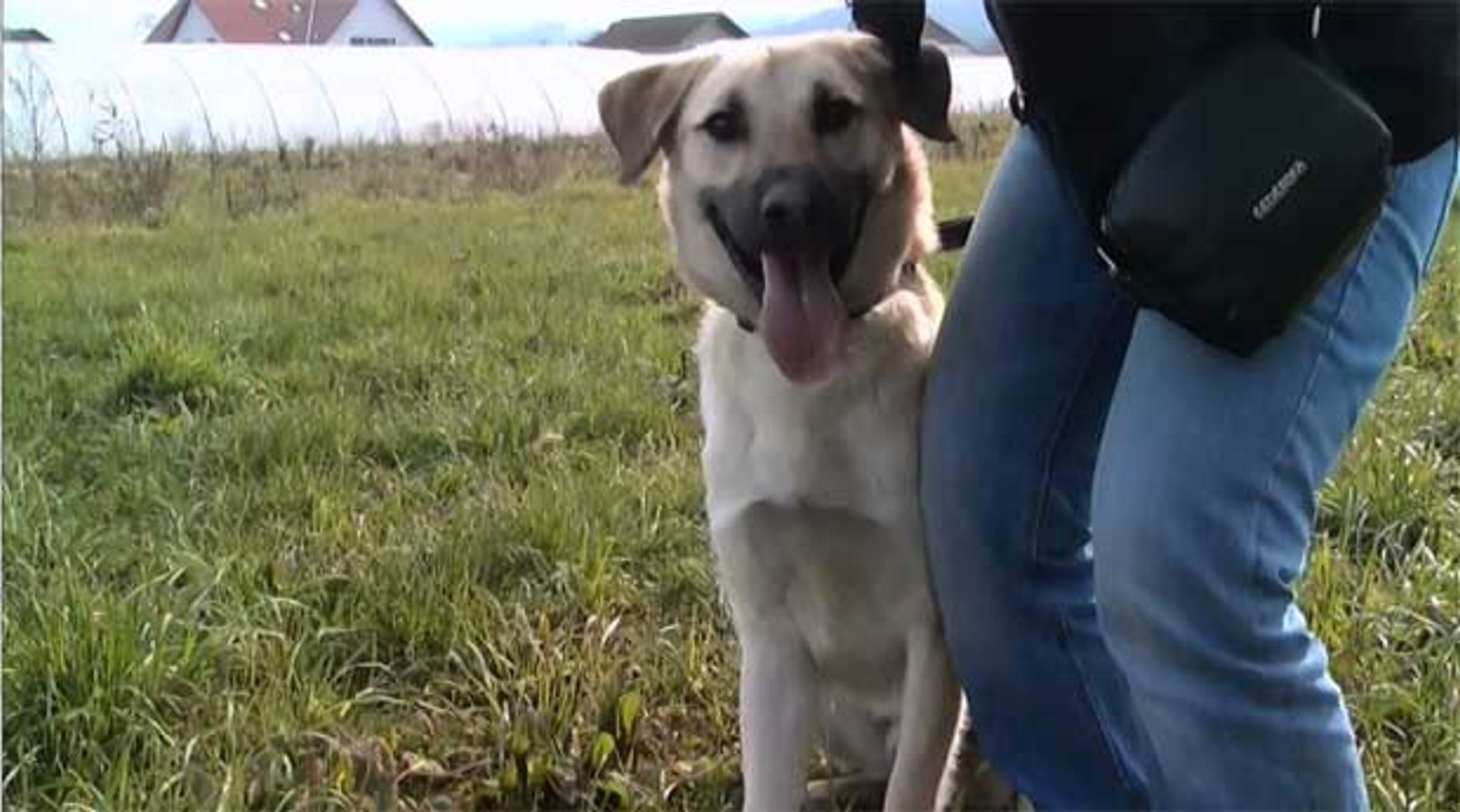 ⁣Faciliter l'adoption des chiens