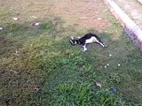 Funny Cats Sleeping in Weird Positions Compilation 2014