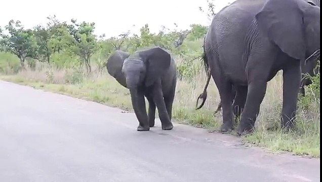 Un éléphanteau a du mal à utiliser sa trompe !