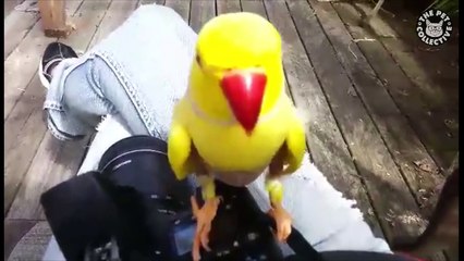 Millennial Pets || Funny Pet Compilation