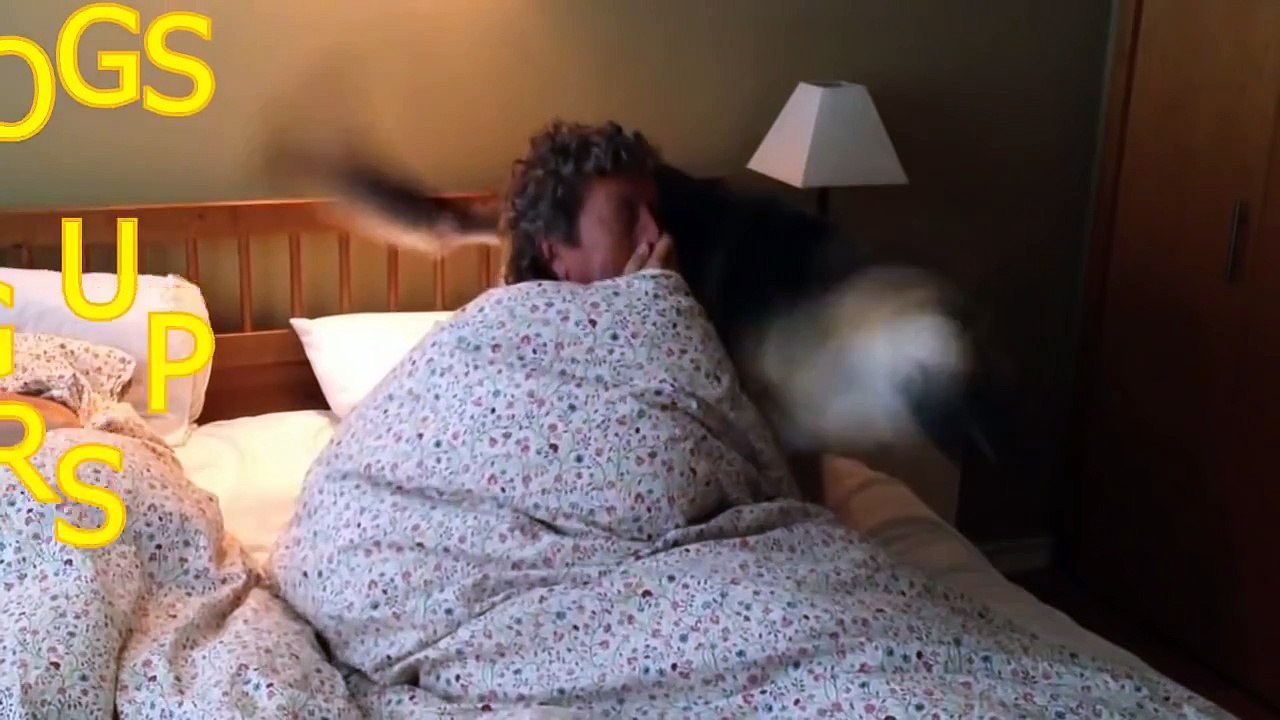Cute dogs waking up owners - Funny dog compilation