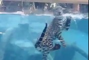Un jaguar vraiment à l'aise... sous l'eau