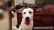 Animals making funny sounds and noises - Funny animal compilation