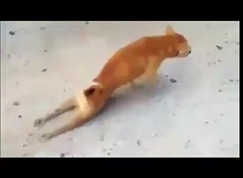 Bu Hayvana Acımadılar Mı Hiç? Ama Sonunu Mutlaka İzleyin....