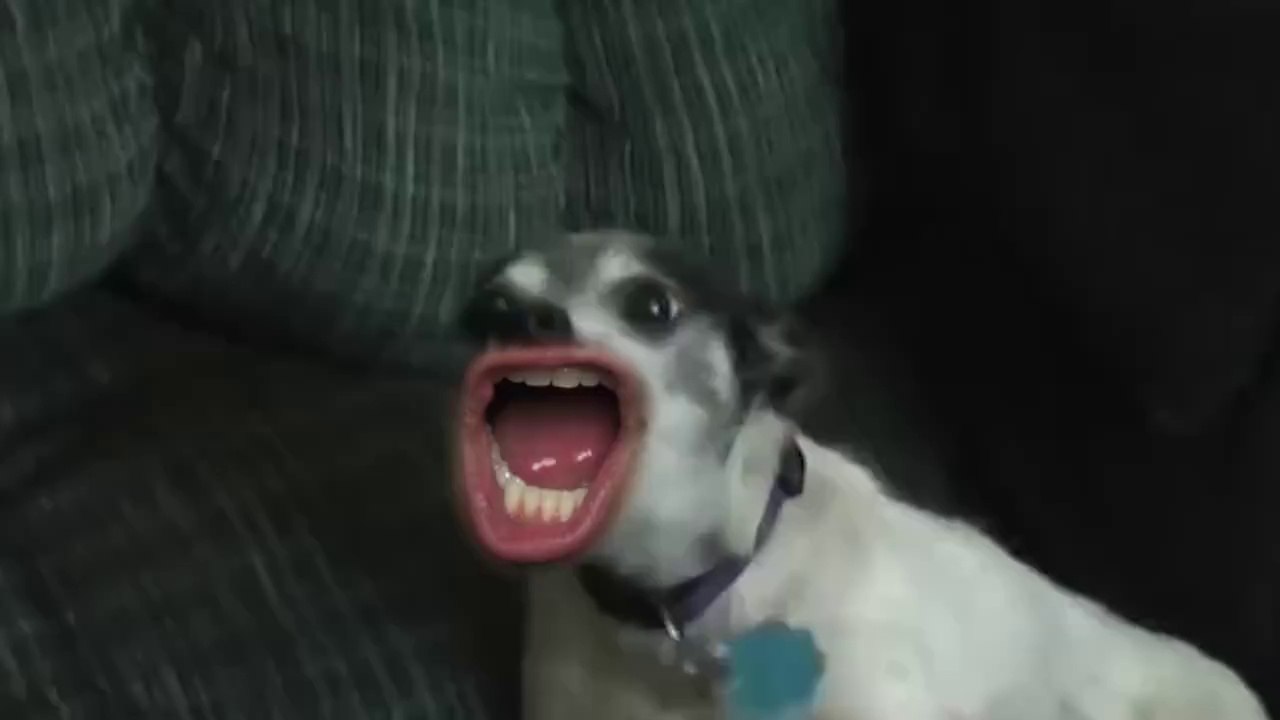 Dogs are speaking