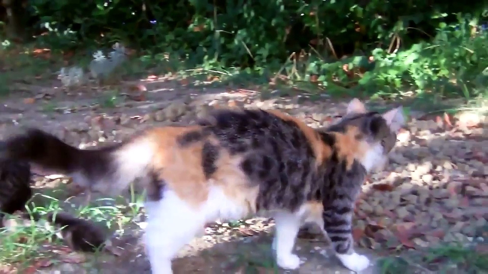 ⁣funny animals video | funny animals | 09