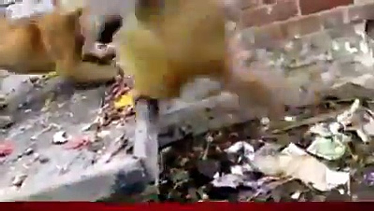 Funniest Ever Video of a Monkey annoying a Dog  Funny animals videos