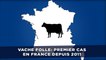 Vache folle: Un premier cas décelé en France depuis 2011
