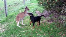 Rottweiler plays with kangaroo