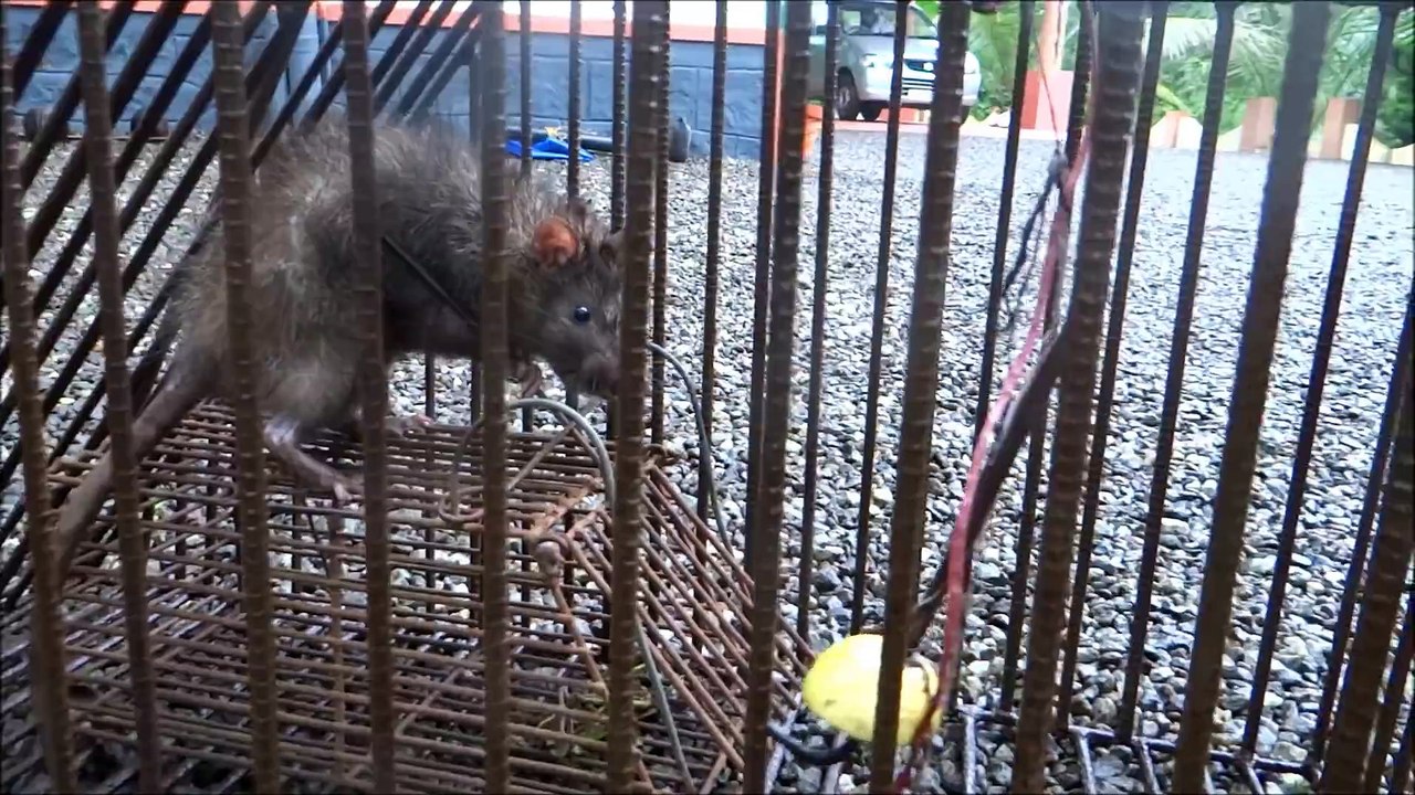 Cet horrible rat est complètement fou et agressif