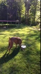Dog drinks water from fountain
