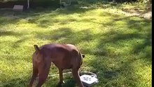 Dog drinks water from fountain