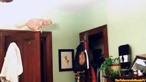 FUNNY VIDEOS_ Funny Cats Funny Cat Videos Funny Animals Cats Funny Videos 2016