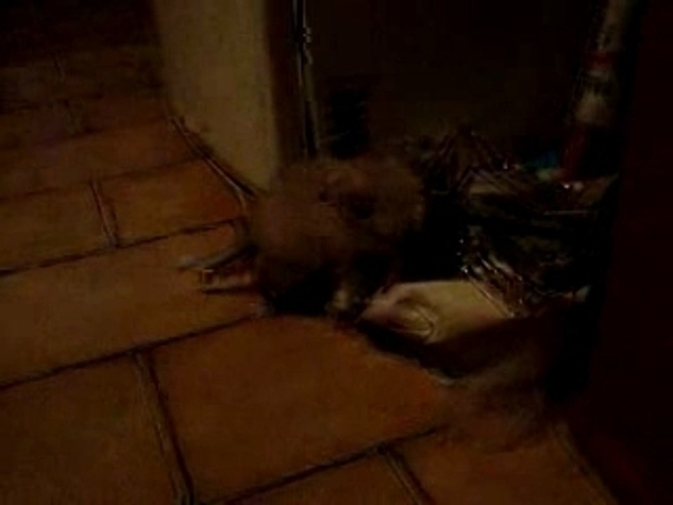 piti chat