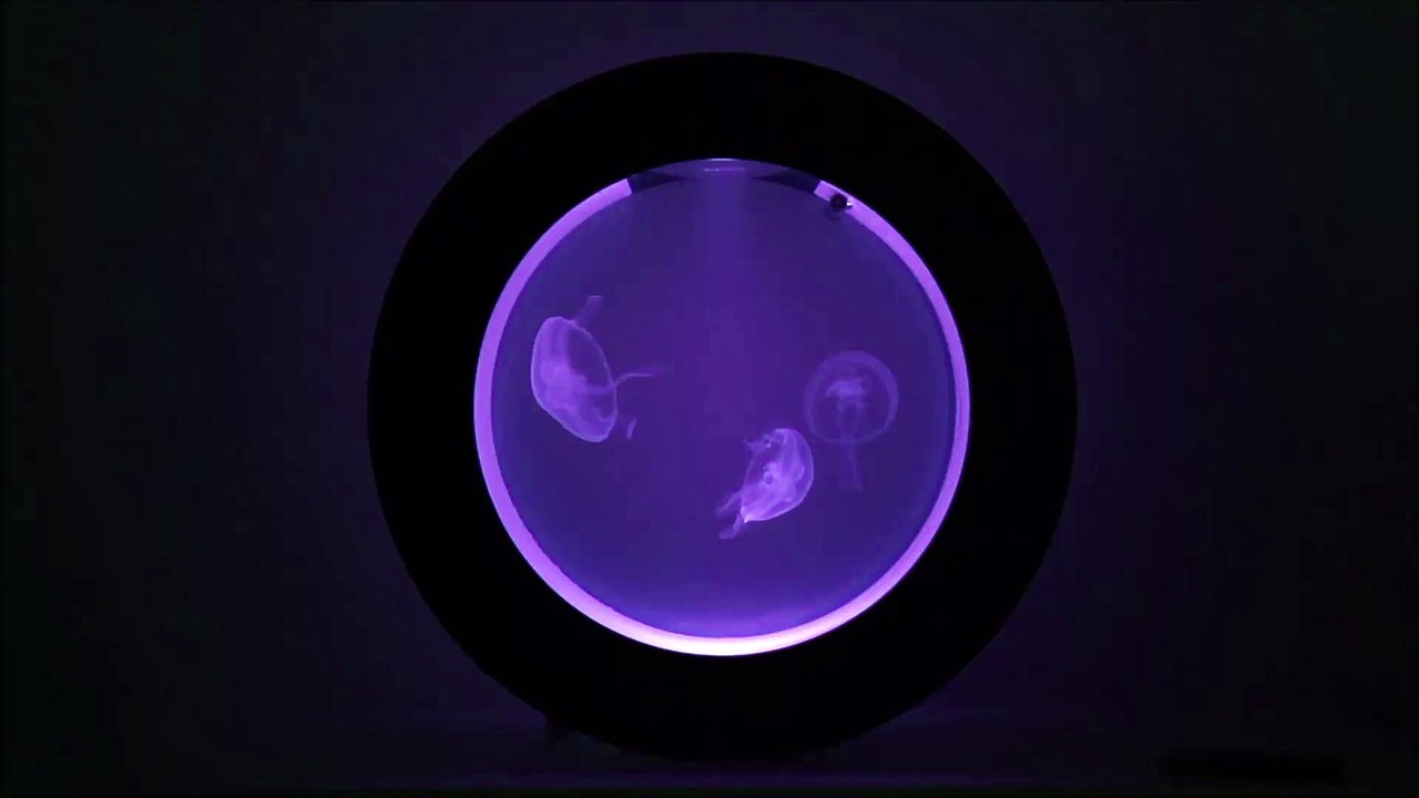 Cubic Orbit 20 Desktop Jellyfish Aquarium