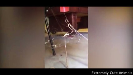 Snake Caught On Spider's Web