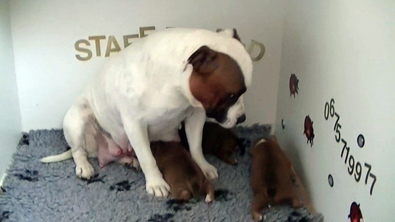 17ème vidéo La maman et ses petits staffies de STAFFORDLAND