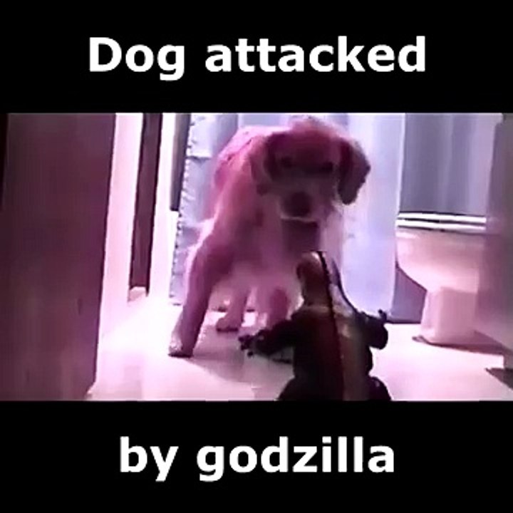 Funny Animal Video Clips Fail Compilation 2014