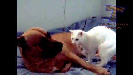 Funny cats annoying dogs - Cute animal compilation