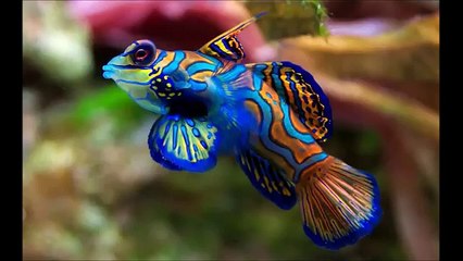 Amazing Unusual Animal Friendships Slideshow 1