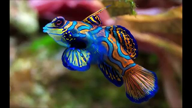 Amazing Unusual Animal Friendships Slideshow 1