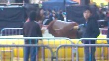 cow cow