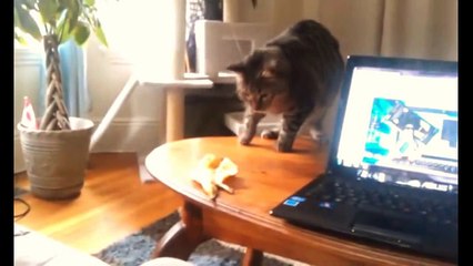 Funny Cats Compilation [Most See] Funny Cat Videos Ever Part 1