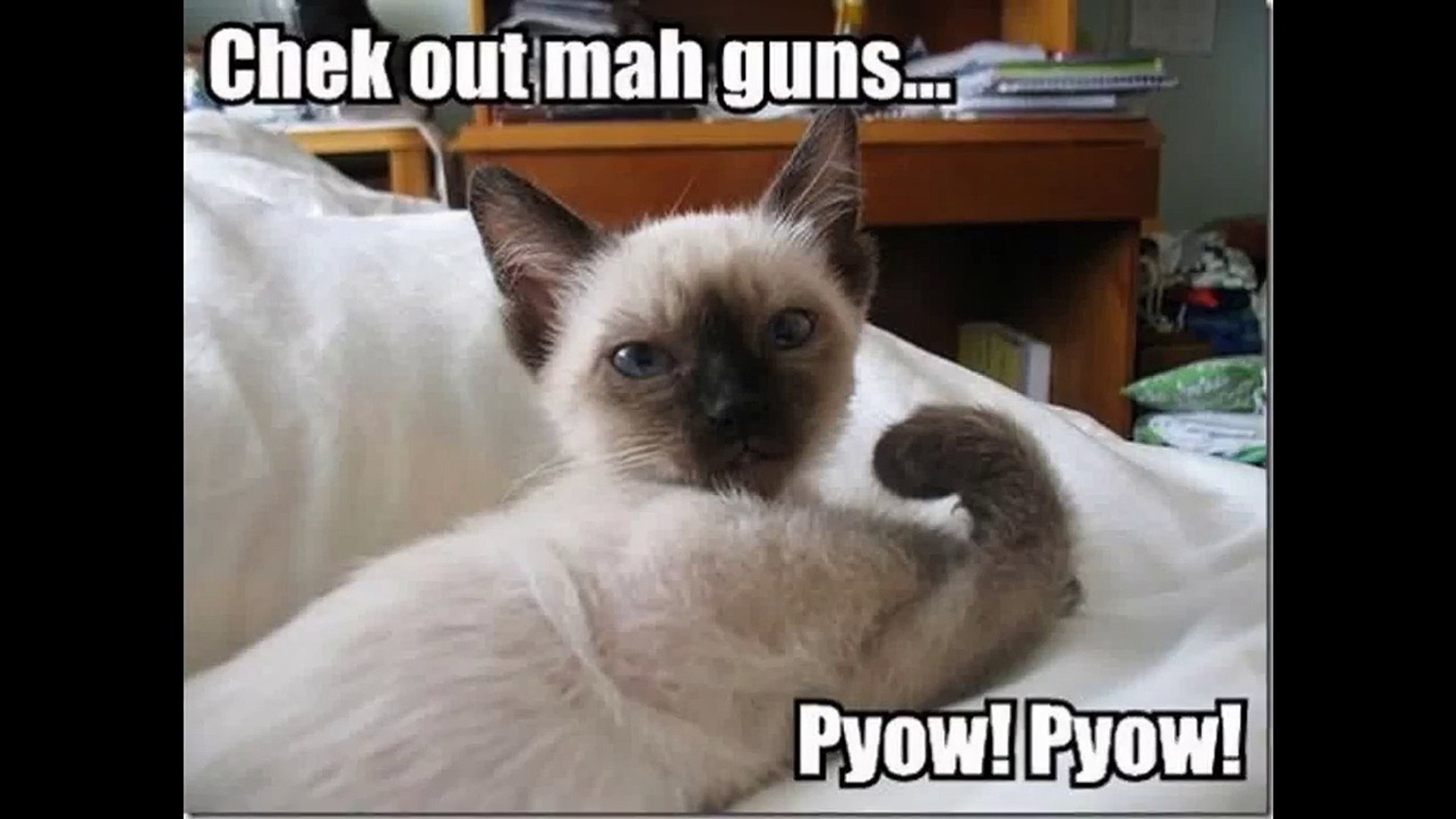 Funny animals